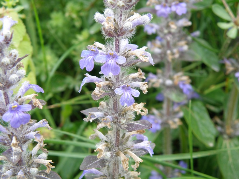 Ajuga reptans